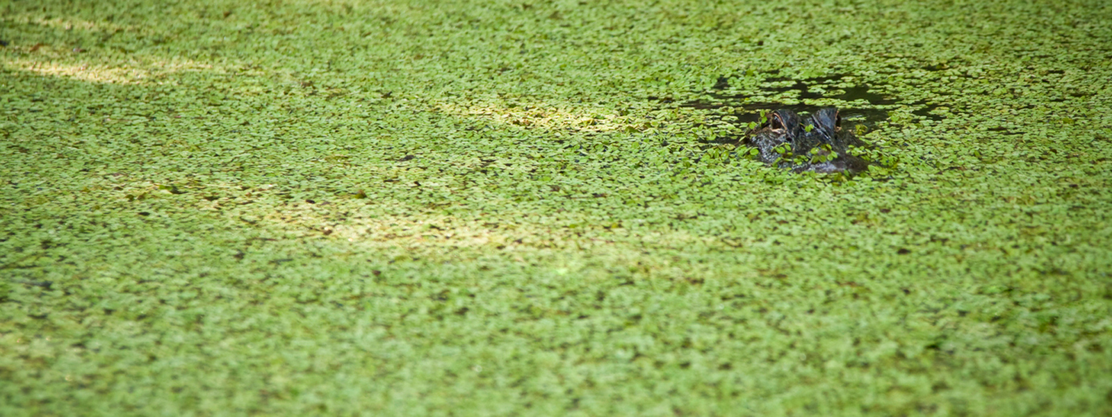 an alligator hides among the weeds